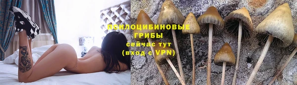 PSILOCYBIN Михайловск